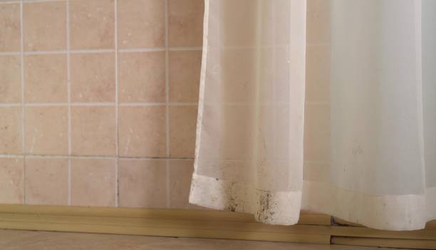 Best Basement Mold Removal  in Eagle, NE