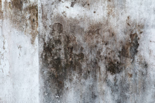 Best Dehumidification Services  in Eagle, NE