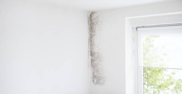 Best Attic Mold Removal  in Eagle, NE