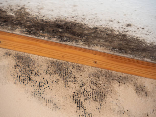Best Real Estate Mold Inspection  in Eagle, NE