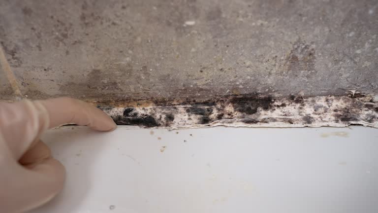 Best Industrial Mold Remediation  in Eagle, NE