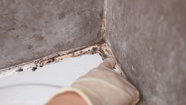 Best Emergency Mold Remediation  in Eagle, NE